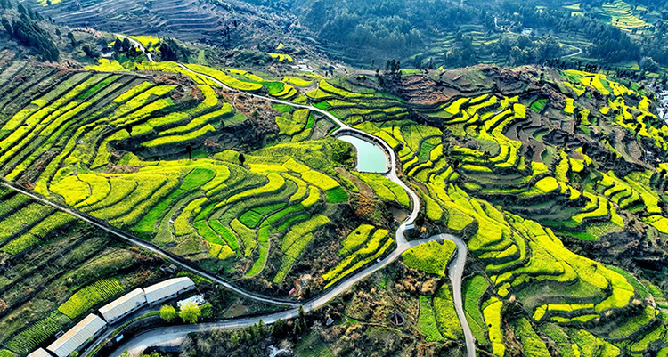 Guangyuan, Sichuan: Rapeseed Blossoms Show Beauty of the Countryside_fororder_图片3