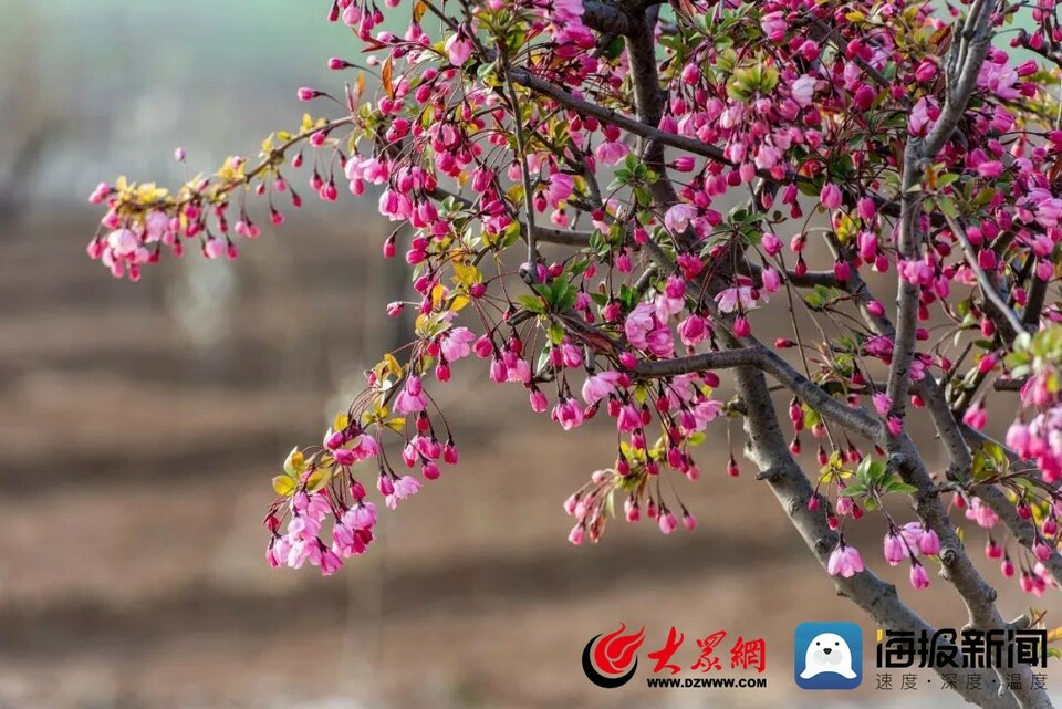 花样菏泽｜满城春色关不住 一路繁花皆盛景