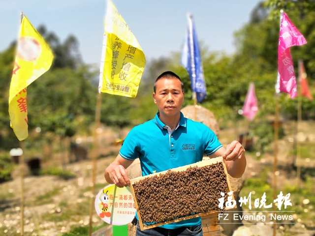 连江新洋村：“蜂”回路转 尝绿色“甜头”