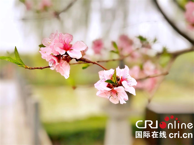 Xi'an: Qujiang Pool Embraces Spring and Welcomes Visitors_fororder_26