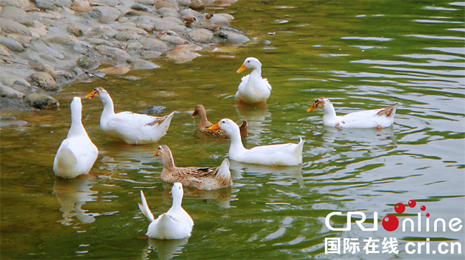 Xi'an: Qujiang Pool Embraces Spring and Welcomes Visitors_fororder_25