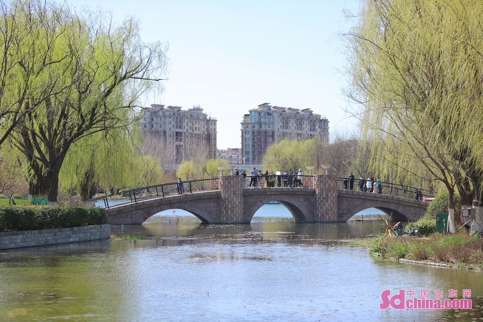 山东青岛：“疫”散花开 踏青赏景