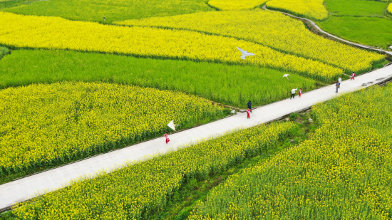 黔东南州剑河县南明镇千亩油菜花进入最佳观赏期