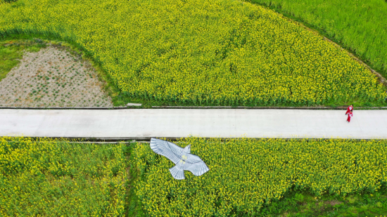 黔东南州剑河县南明镇千亩油菜花进入最佳观赏期