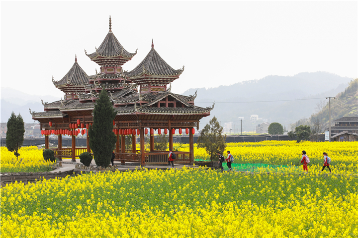 黔东南州剑河县南明镇千亩油菜花进入最佳观赏期