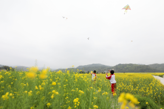 黔东南州剑河县南明镇千亩油菜花进入最佳观赏期