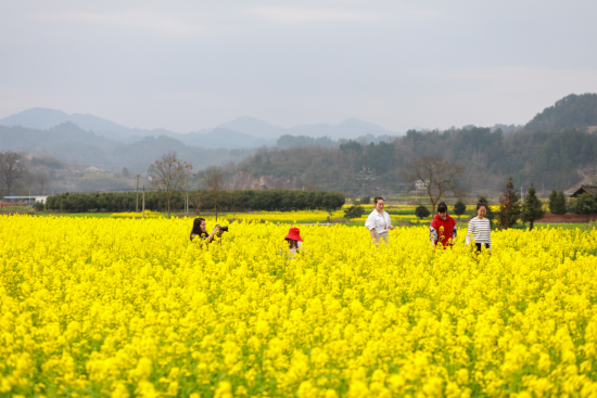 黔东南州剑河县南明镇千亩油菜花进入最佳观赏期