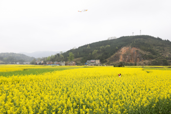 黔东南州剑河县南明镇千亩油菜花进入最佳观赏期