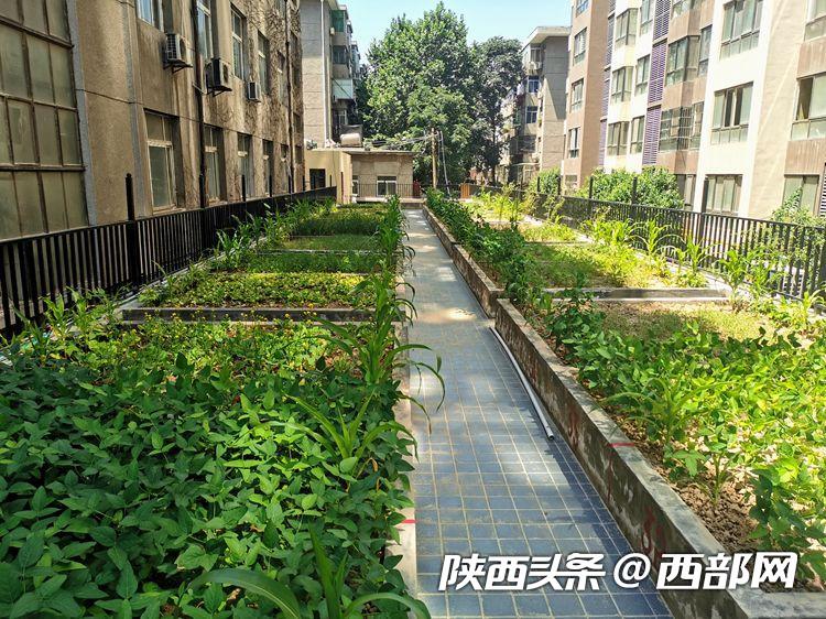 西安一社区楼顶建起“开心农场” 600多平米菜地居民随便种