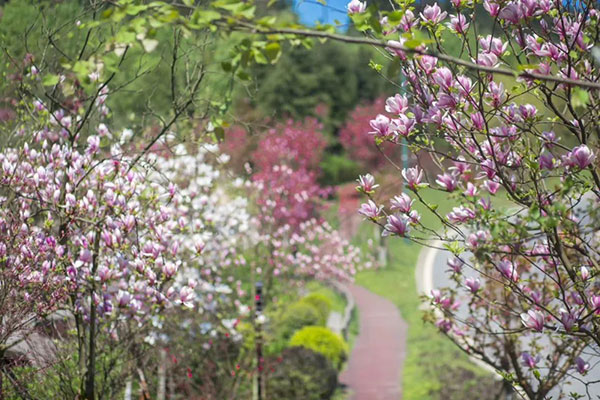 眉山洪雅：以花为媒 促进全域旅游发展_fororder_七里坪一景-供图-洪雅县委宣传部
