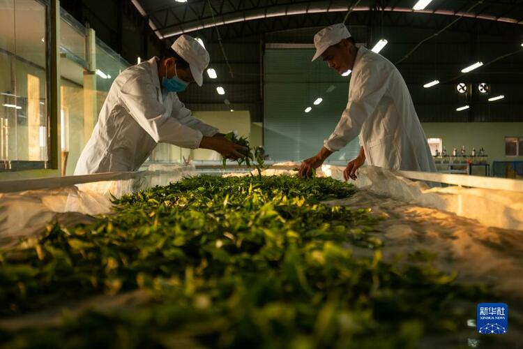 通讯：中资公司“茶叶经”助力老挝茶农精准脱贫_fororder_3
