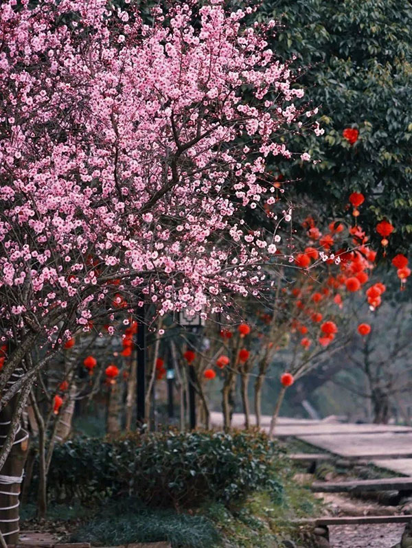 眉山洪雅：以花为媒 促进全域旅游发展_fororder_柳江古镇一景-供图-洪雅县委宣传部