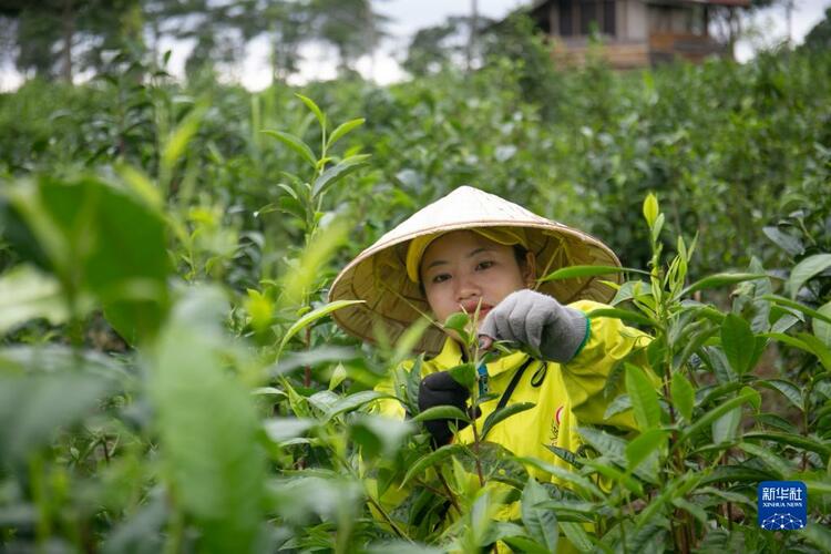 通讯：中资公司“茶叶经”助力老挝茶农精准脱贫_fororder_1