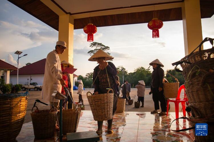 通讯：中资公司“茶叶经”助力老挝茶农精准脱贫_fororder_2