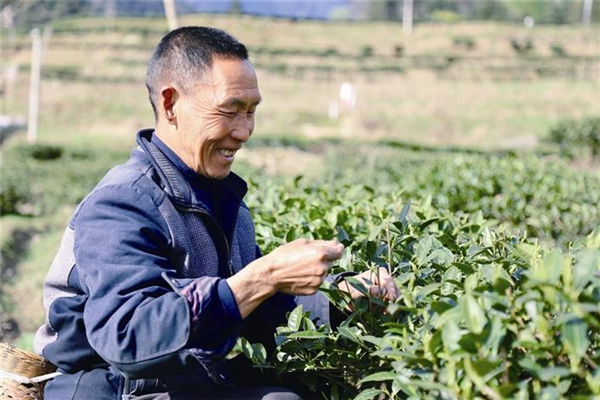 共饮“一杯茶” 同心谱“茶经” ——宜荆荆恩四地携手弘扬茶文化做大茶产业_fororder_03