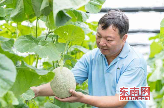 【美食  图文】【龙岩】龙岩举办首届生态农业采摘节 涉10余种瓜果