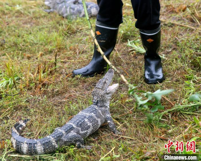 【十年@每一个奋斗的你】探访“中国扬子鳄村”：亿年“活化石”续写新篇章