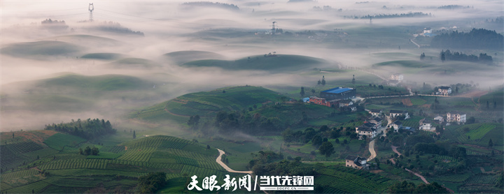 一盏贵州生态好茶的“沸腾”之旅