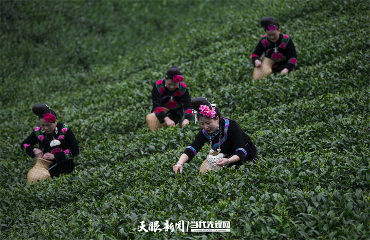 一盏贵州生态好茶的“沸腾”之旅