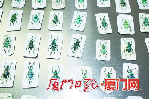 【法治 列表】【滚动新闻】【地市 厦门】种子和毒蛇藏身包裹闯关 入境邮件违禁物品大幅增加