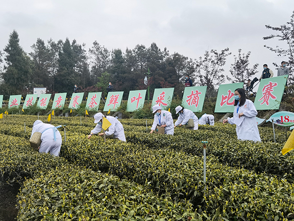 （唯一附链接）茶业强县助力乡村振兴 广元旺苍第十二届采茶节开幕_fororder_茶园采茶比赛一景