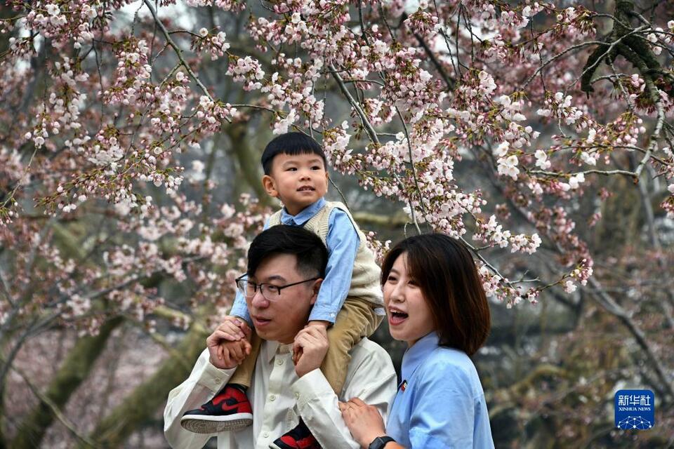 青岛中山公园樱花绽放