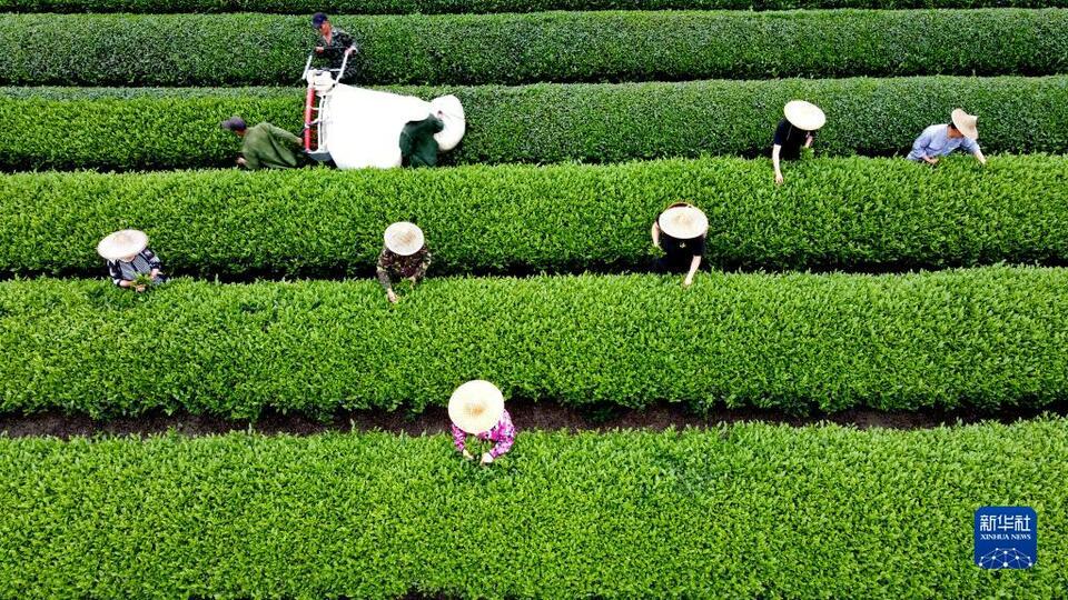 福建武夷山：茶乡春色好 茶农采茶忙