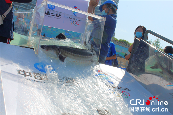 A Total of 230,000 Chinese Sturgeon Released Into Yangtze River In Yichang, Hubei_fororder_图片2