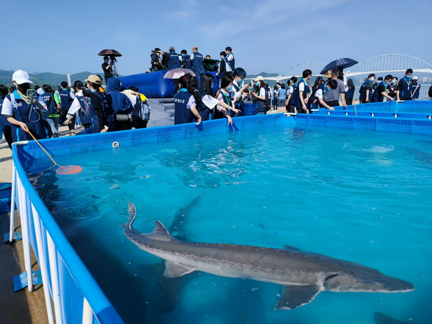 A Total of 230,000 Chinese Sturgeon Released Into Yangtze River In Yichang, Hubei_fororder_图片1