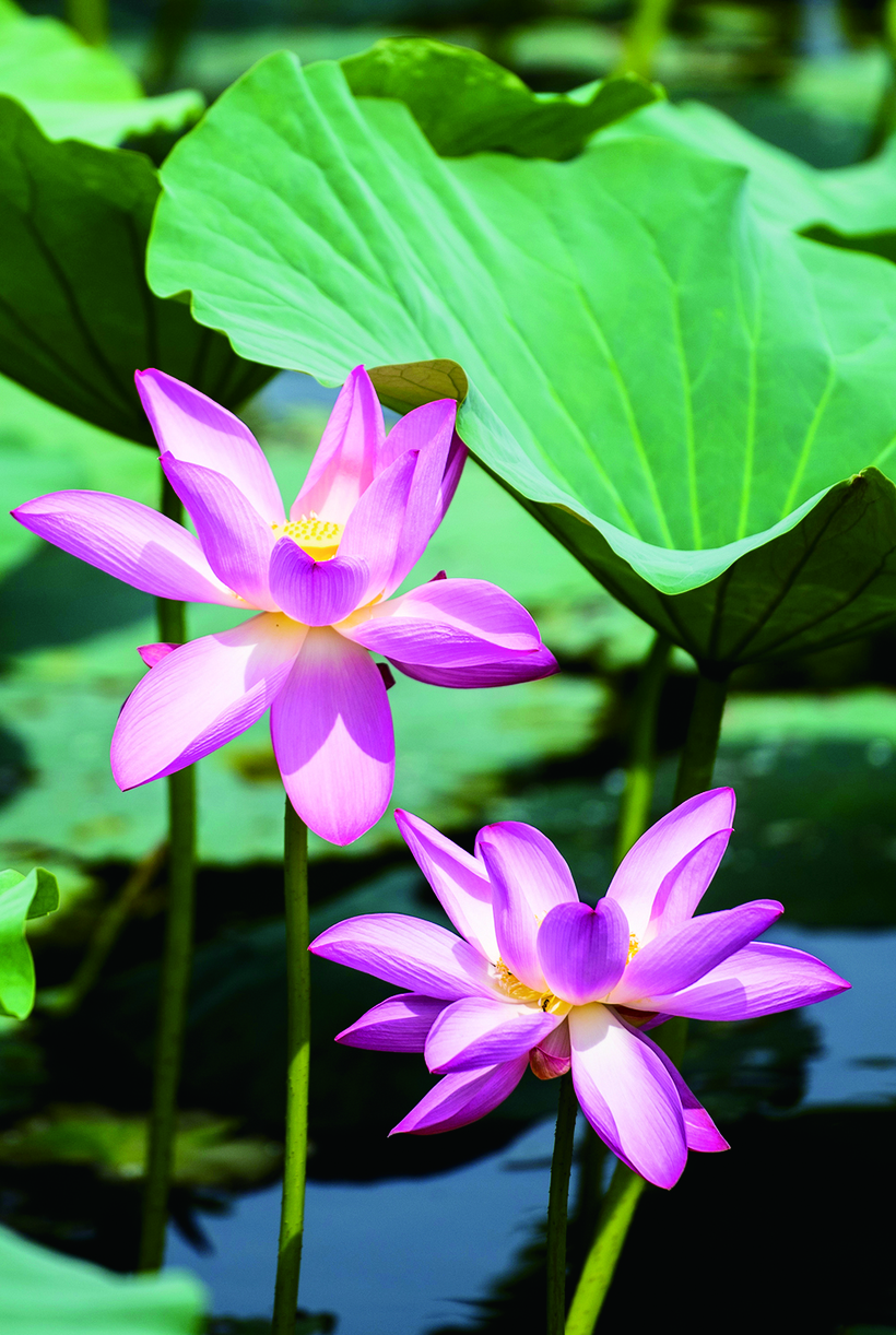 长春南湖公园荷花观赏节启幕