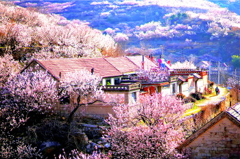 花开烟台 春意盎然