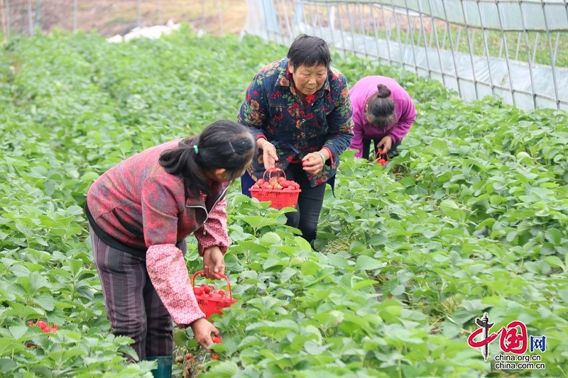 （转载）宜宾翠屏：瓜果“混搭”新花样 大棚种出好“钱景”