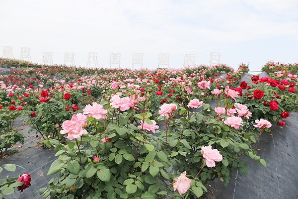 宜宾市翠屏区白花镇第二届水生花卉文化旅游节开幕_fororder_IMG_1861