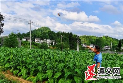 贵州遵义：绿色防控 以虫治虫 ——凤冈县天敌昆虫繁育中心掠影