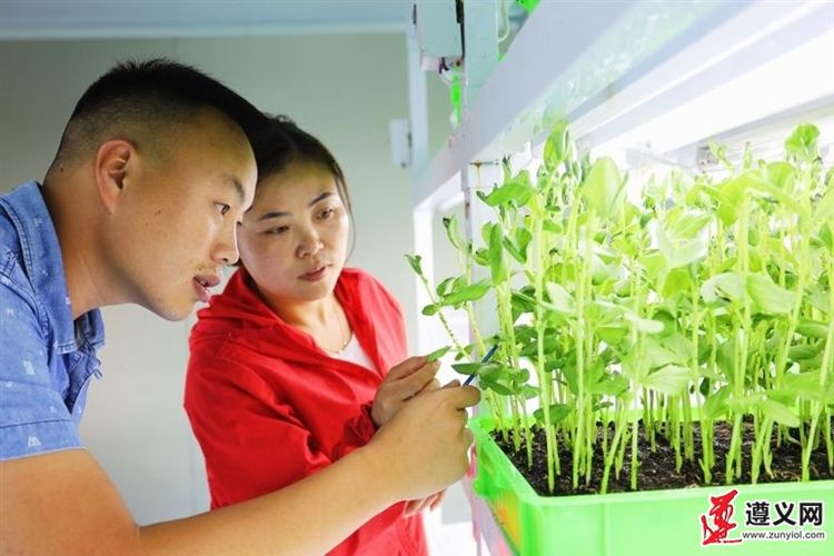 贵州遵义：绿色防控 以虫治虫 ——凤冈县天敌昆虫繁育中心掠影