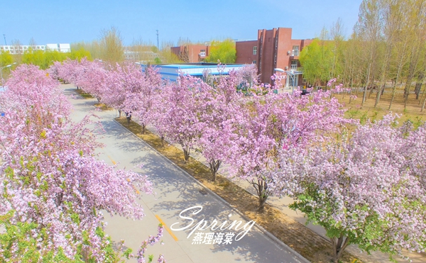 【教育频道】燕京理工学院云直播赏海棠 数百件师生作品映衬花间