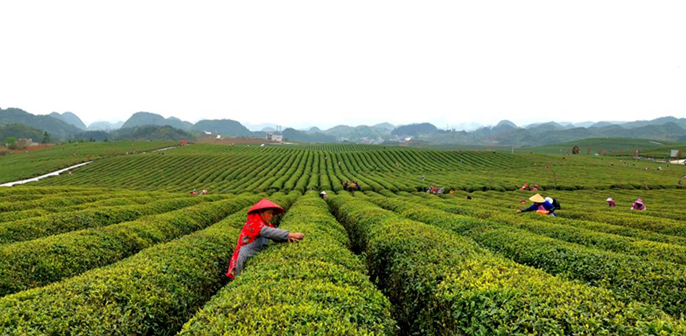 贵州西秀：茶农采摘春茶忙（组图）_fororder_56