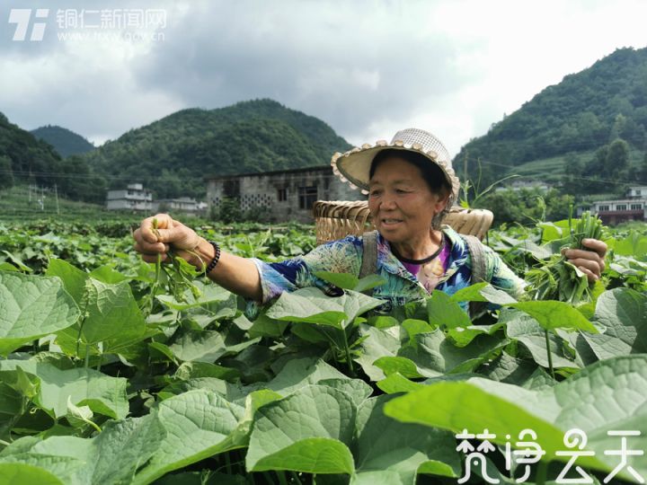 贵州德江：产业蓬勃发展 百姓喜笑颜开