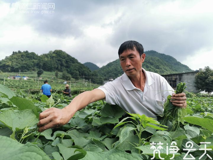 贵州德江：产业蓬勃发展 百姓喜笑颜开