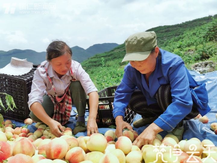 贵州德江：产业蓬勃发展 百姓喜笑颜开