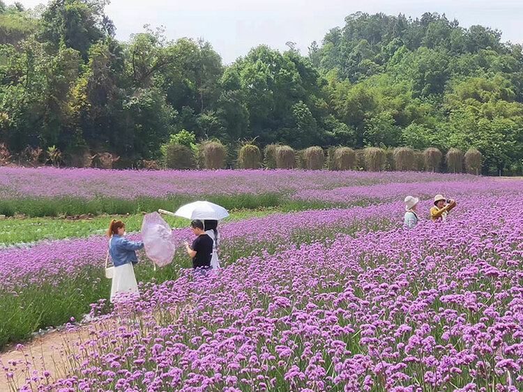 魅力盐都·安逸灯城 | 假期文明出游 让旅途更舒心_fororder_文明观花