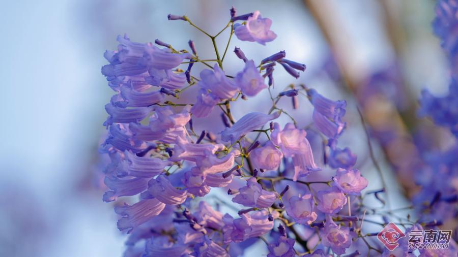 红河州蒙自市：蓝花楹浪漫绽放