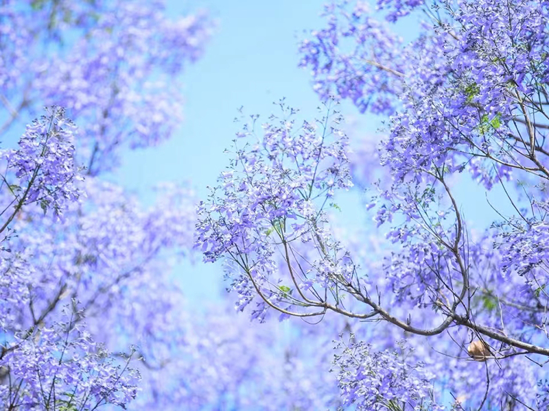 凉山西昌：蓝花楹灿烂盛开 梦幻美景入画来_fororder_蓝花楹美景4--摄影--吴芳