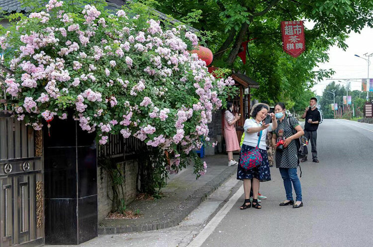 【创建天府旅游名县】美丽绵竹 画境棚花_fororder_游客游览棚花村-摄影-彭宗策
