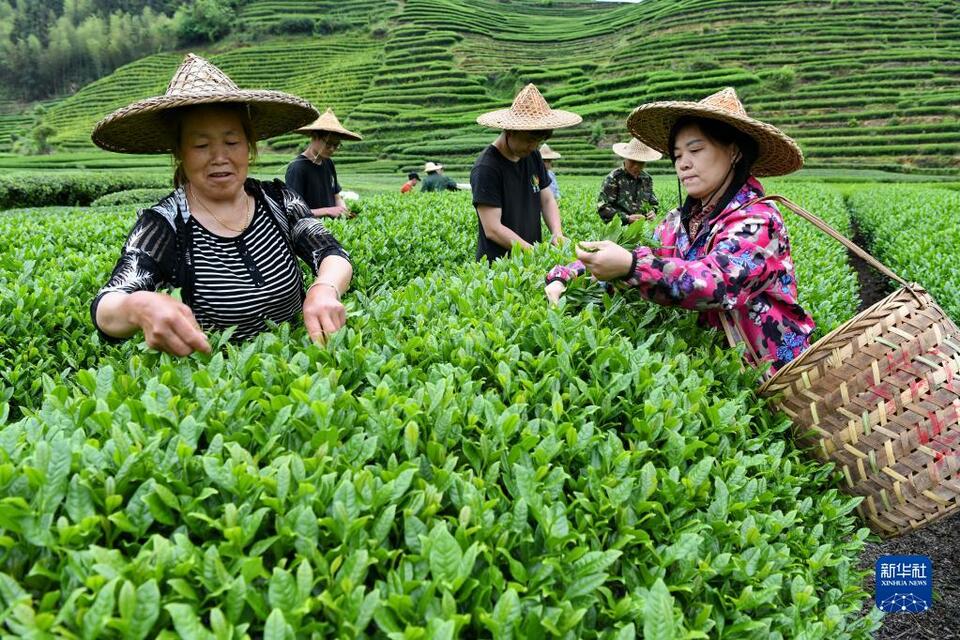 福建武夷山：茶乡春色好 茶农采茶忙