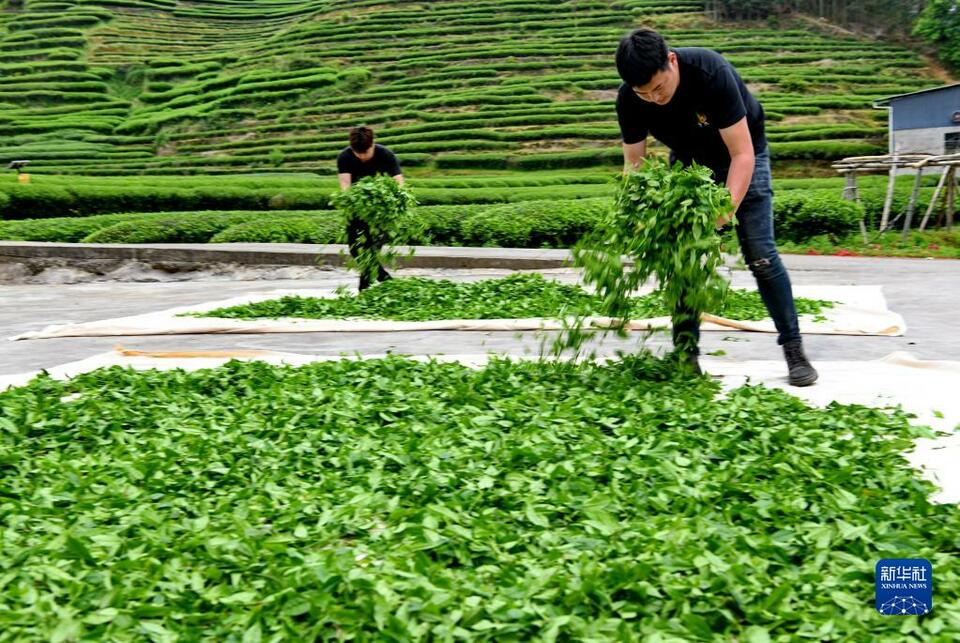福建武夷山：茶乡春色好 茶农采茶忙