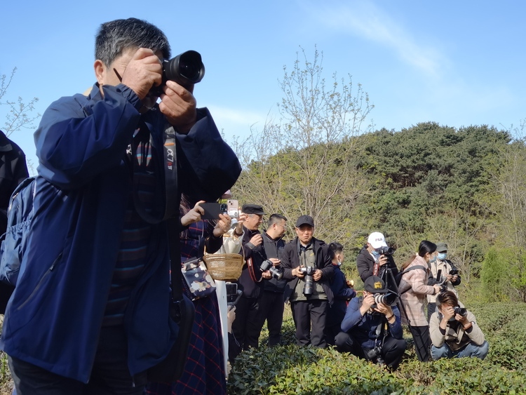 “谷雨试新茶，寻鲜圣谷山” 日照新媒体达人2022春茶采风活动举行