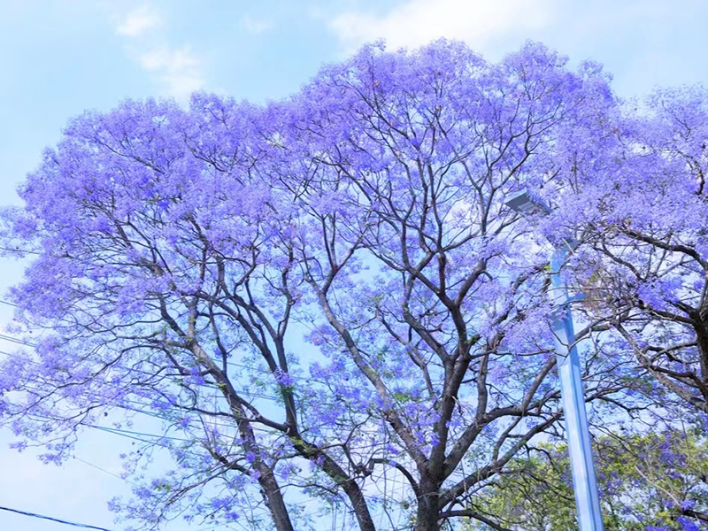 凉山西昌：蓝花楹灿烂盛开 梦幻美景入画来_fororder_蓝花楹美景1---摄影--吴芳