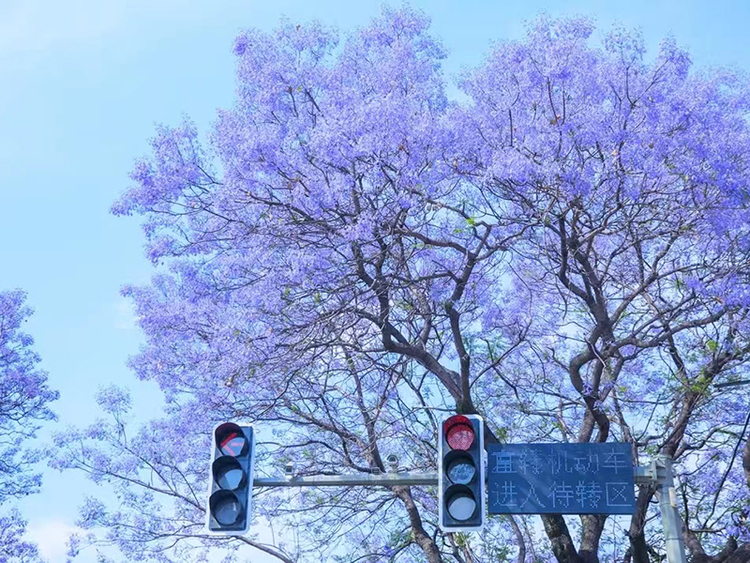 凉山西昌：蓝花楹灿烂盛开 梦幻美景入画来_fororder_蓝花楹美景3--摄影--吴芳