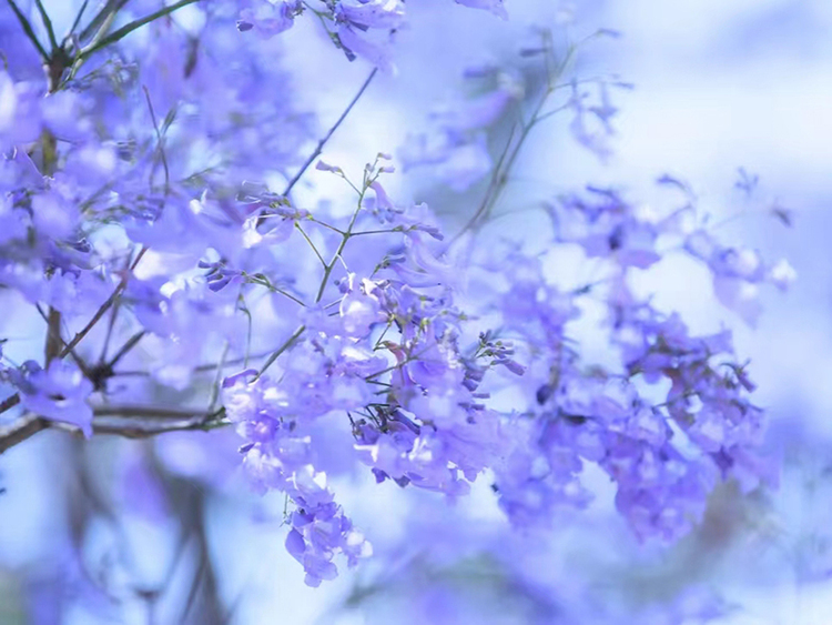 凉山西昌：蓝花楹灿烂盛开 梦幻美景入画来_fororder_蓝花楹美景--摄影-吴芳